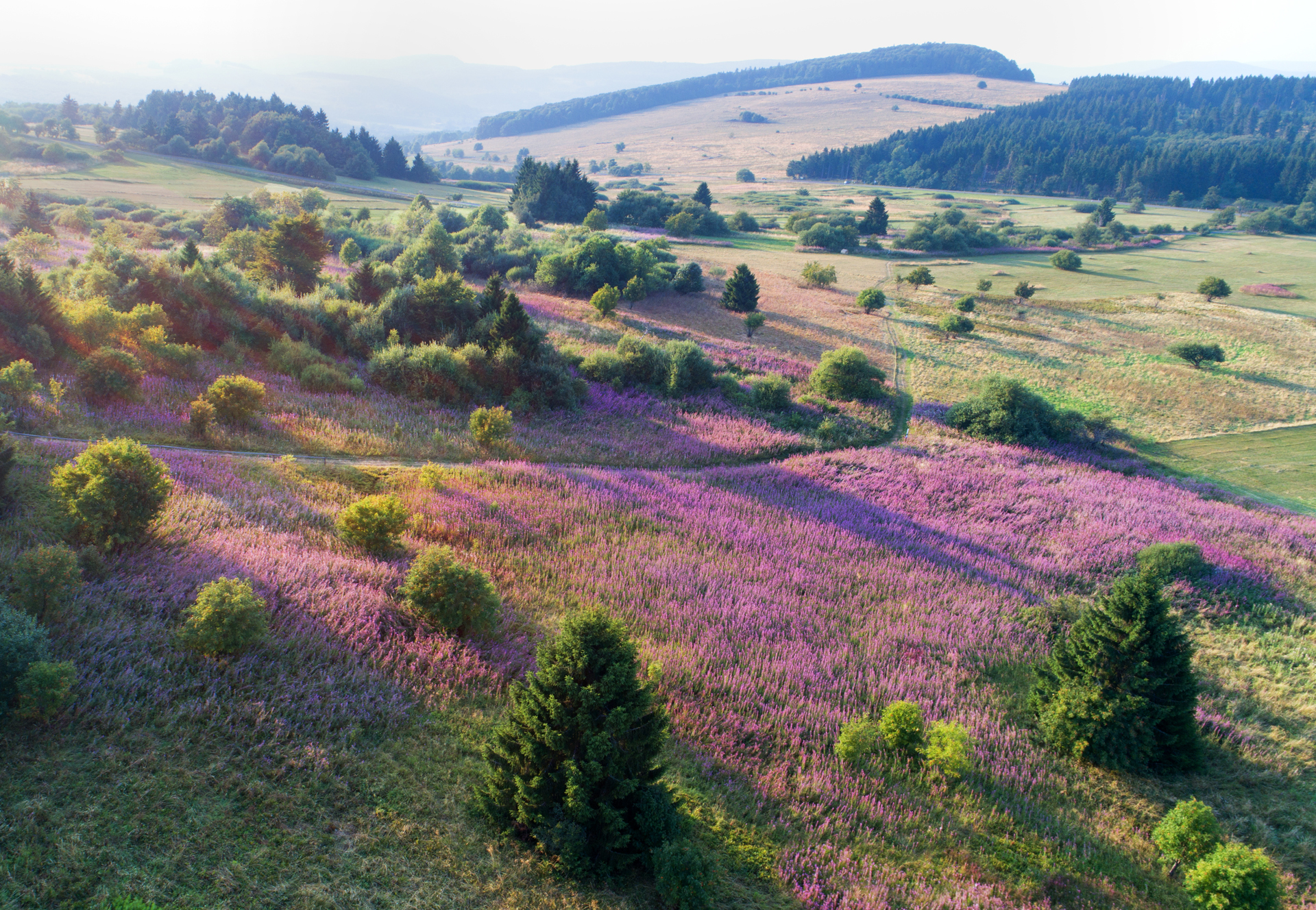 Lufaufnahme vom lila Blütenmeer in der Langen Rhön.