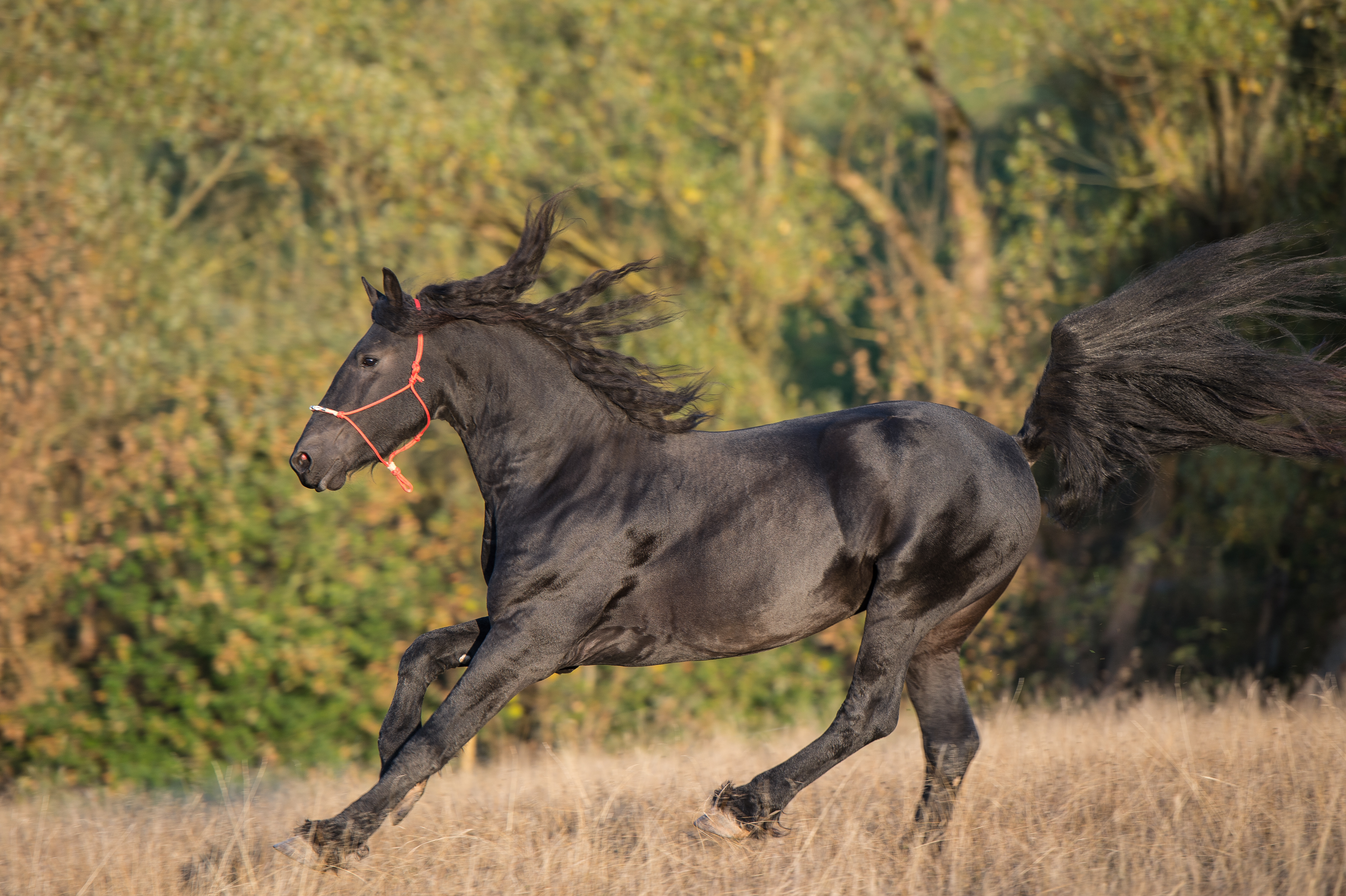 Pferd mit schwarzem Fell springt.