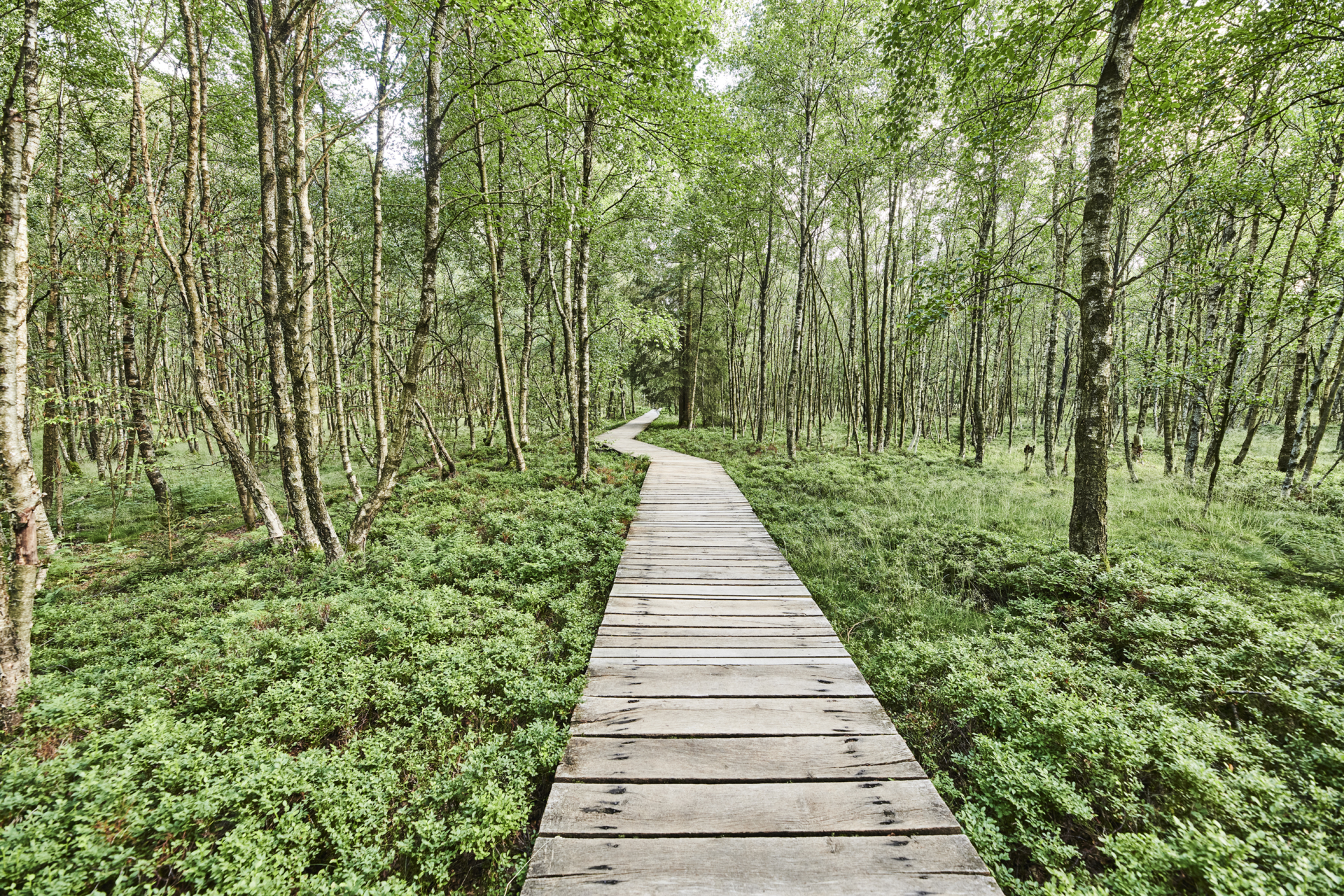 Hölzener Bohlensteg verläuft im Roten Moor.