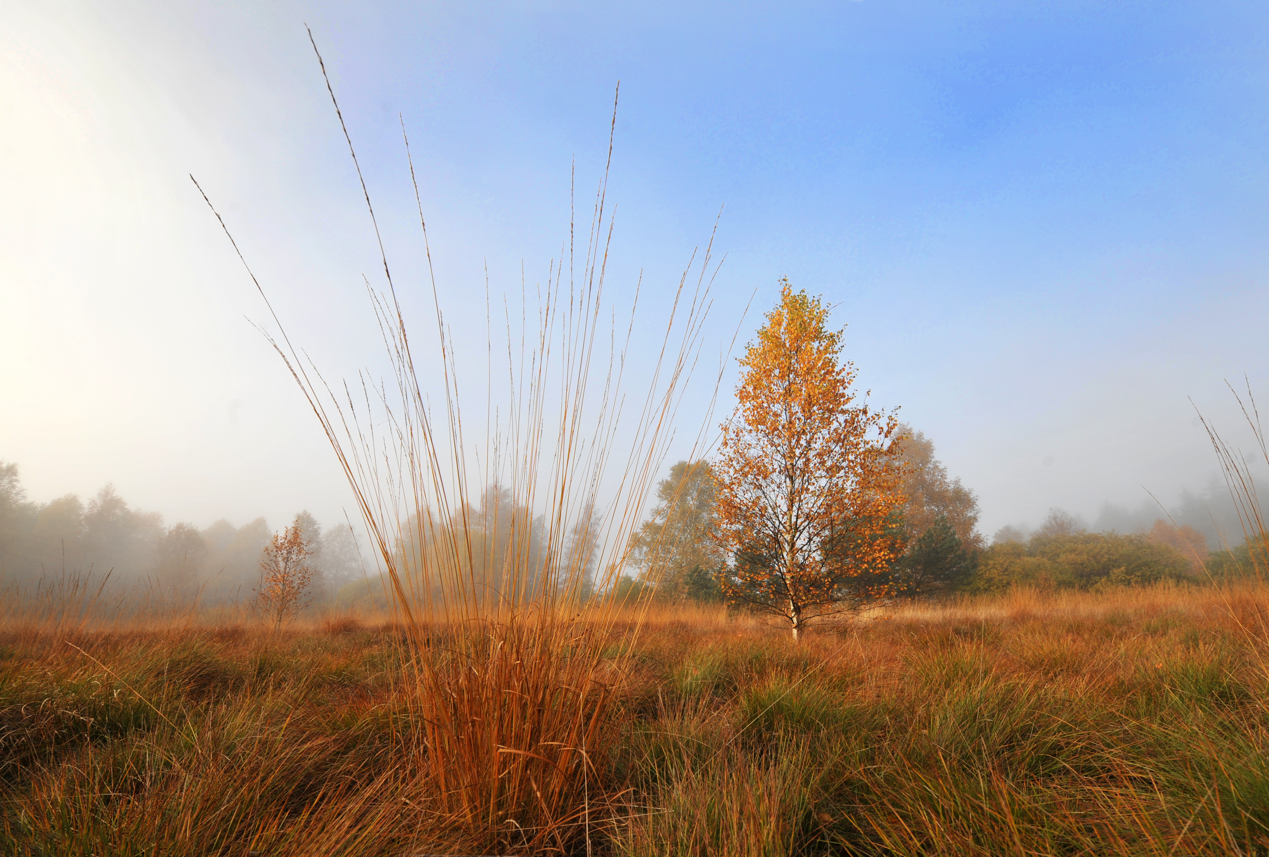 Borstgras im Schwarzen Moor.