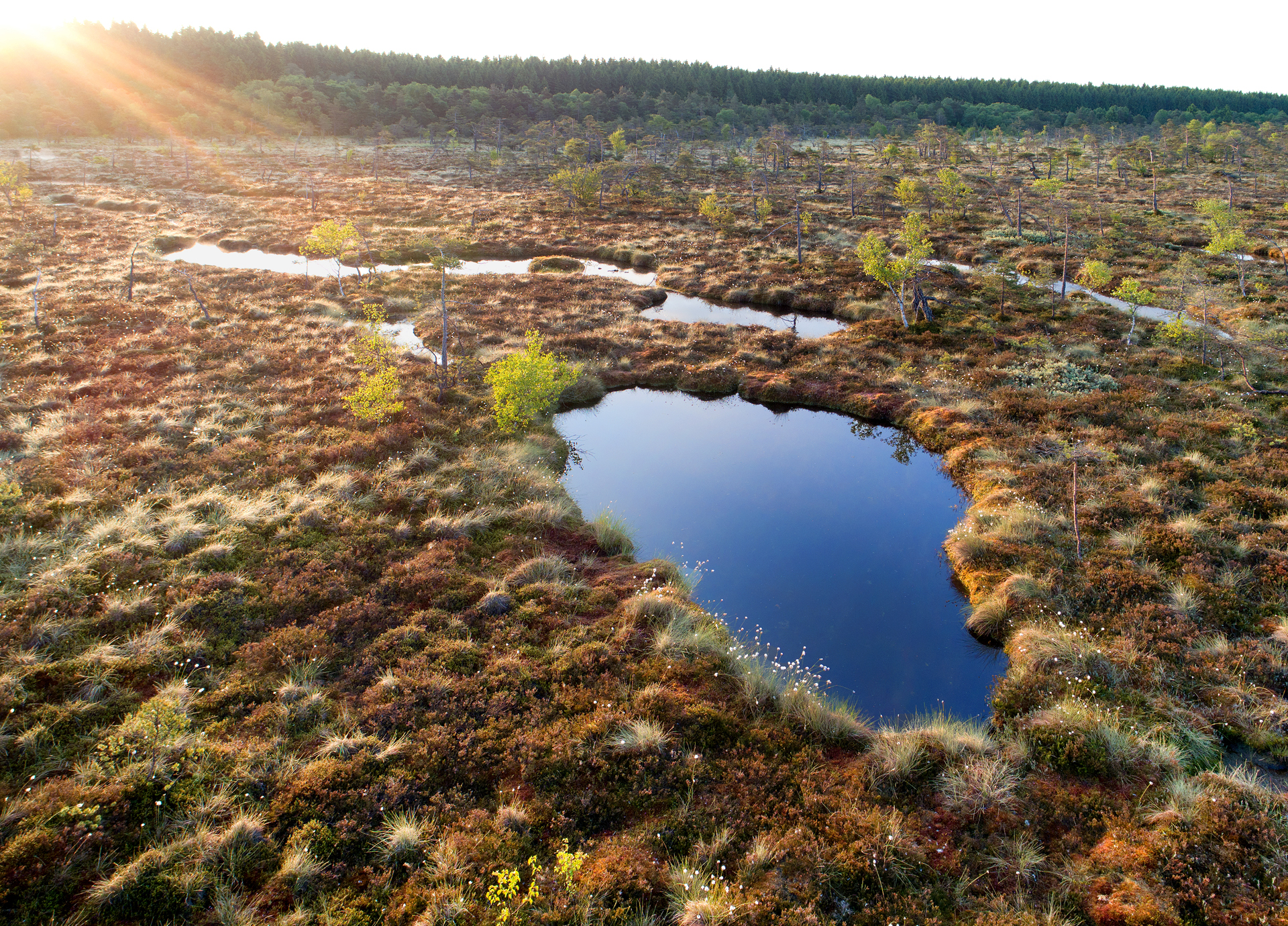 Luftaufnahme vom Roten Moor in der Rhön.