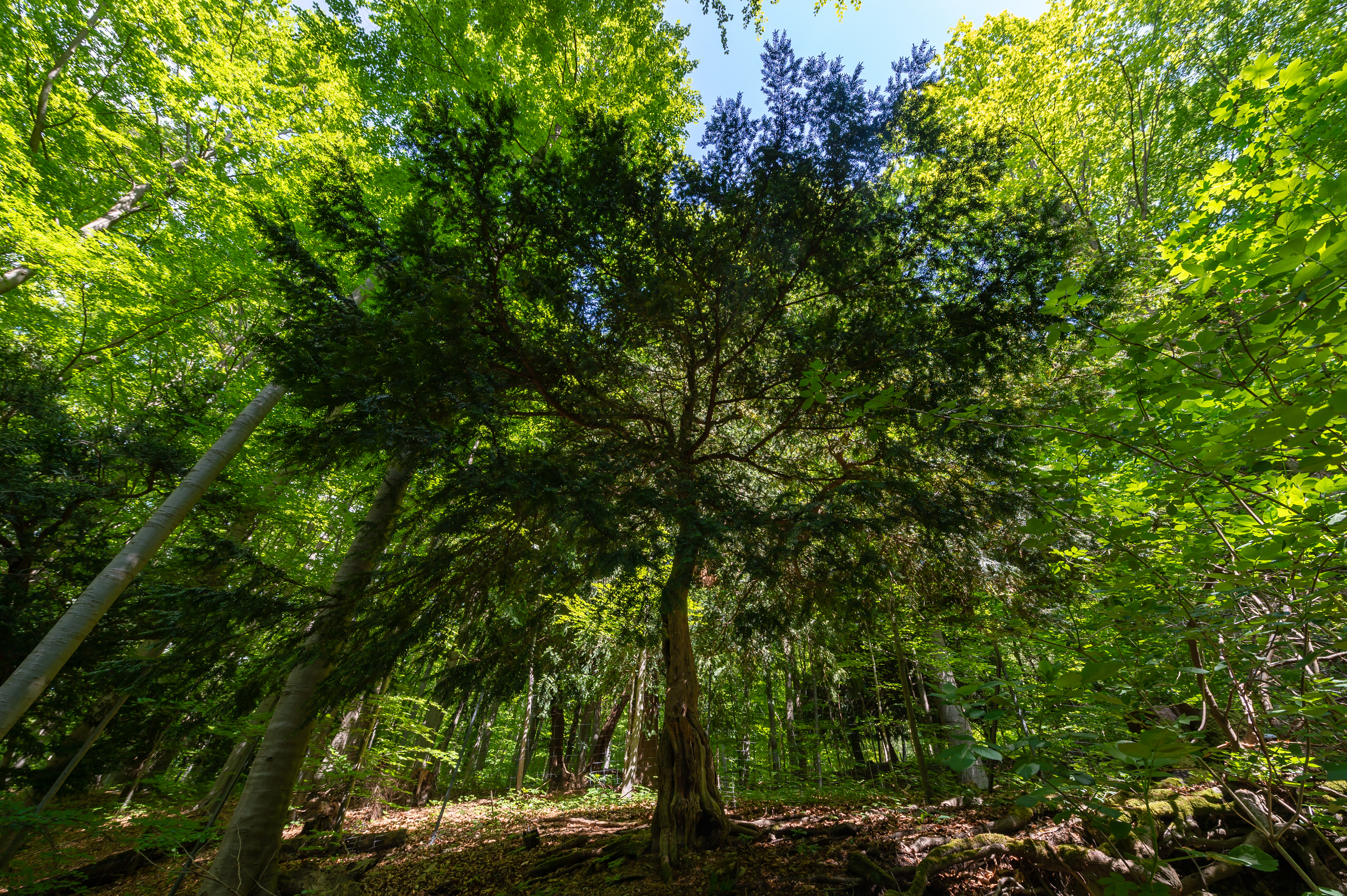 Ibengarten Rhön