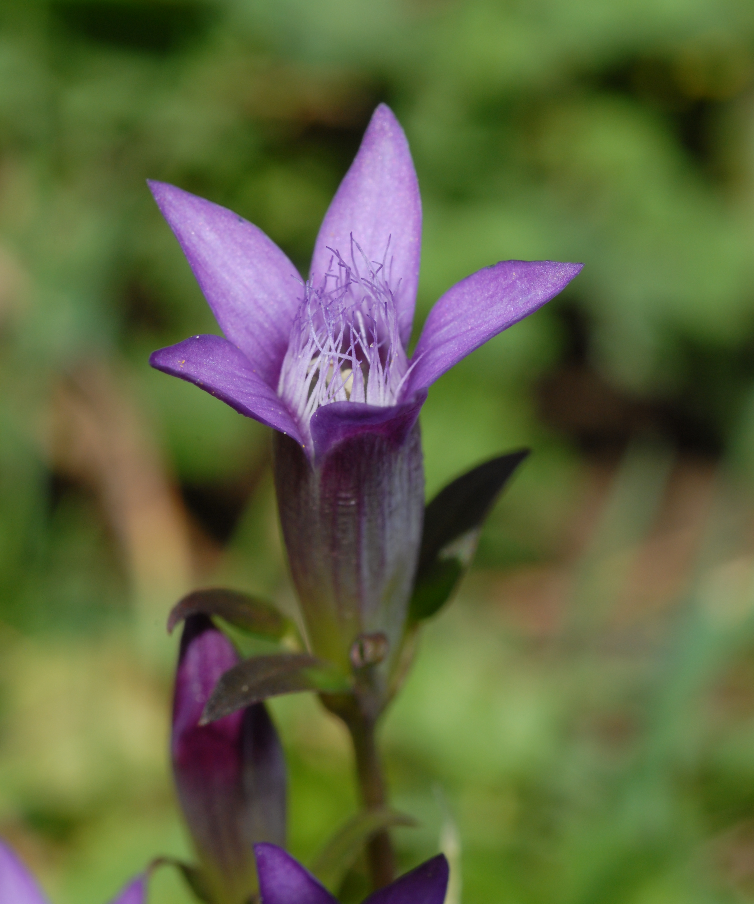 Ibengarten Rhön