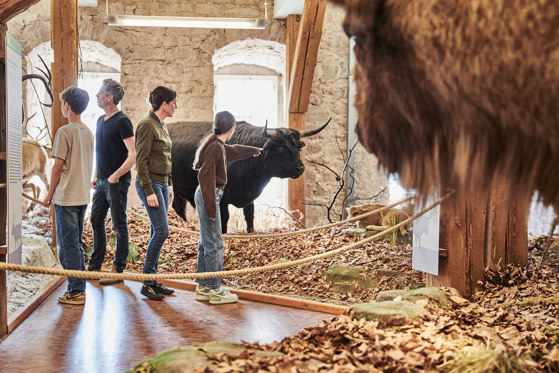 Mutter und Vater mit zwei Kindern stehen im Museum mit ausgestopften Bisons. Das Mädchen zeigt auf das Bison.