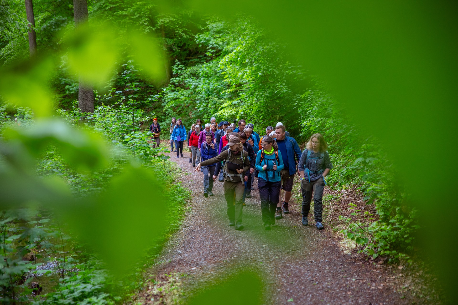 Wandergruppe beim Wandern im Wald.