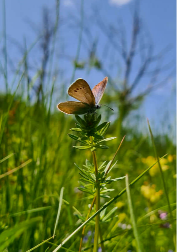 Ameisen Bläuling Schmetterling