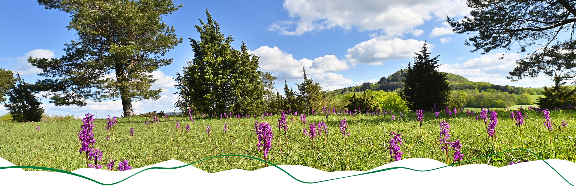 Grüne Wiese mit lilafarbenen Orchideen.