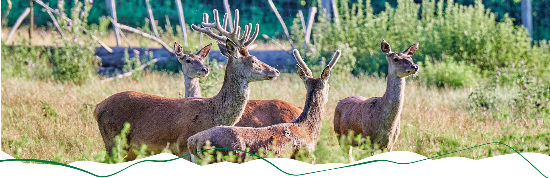 Hirsche und Rehe im Wilpark.