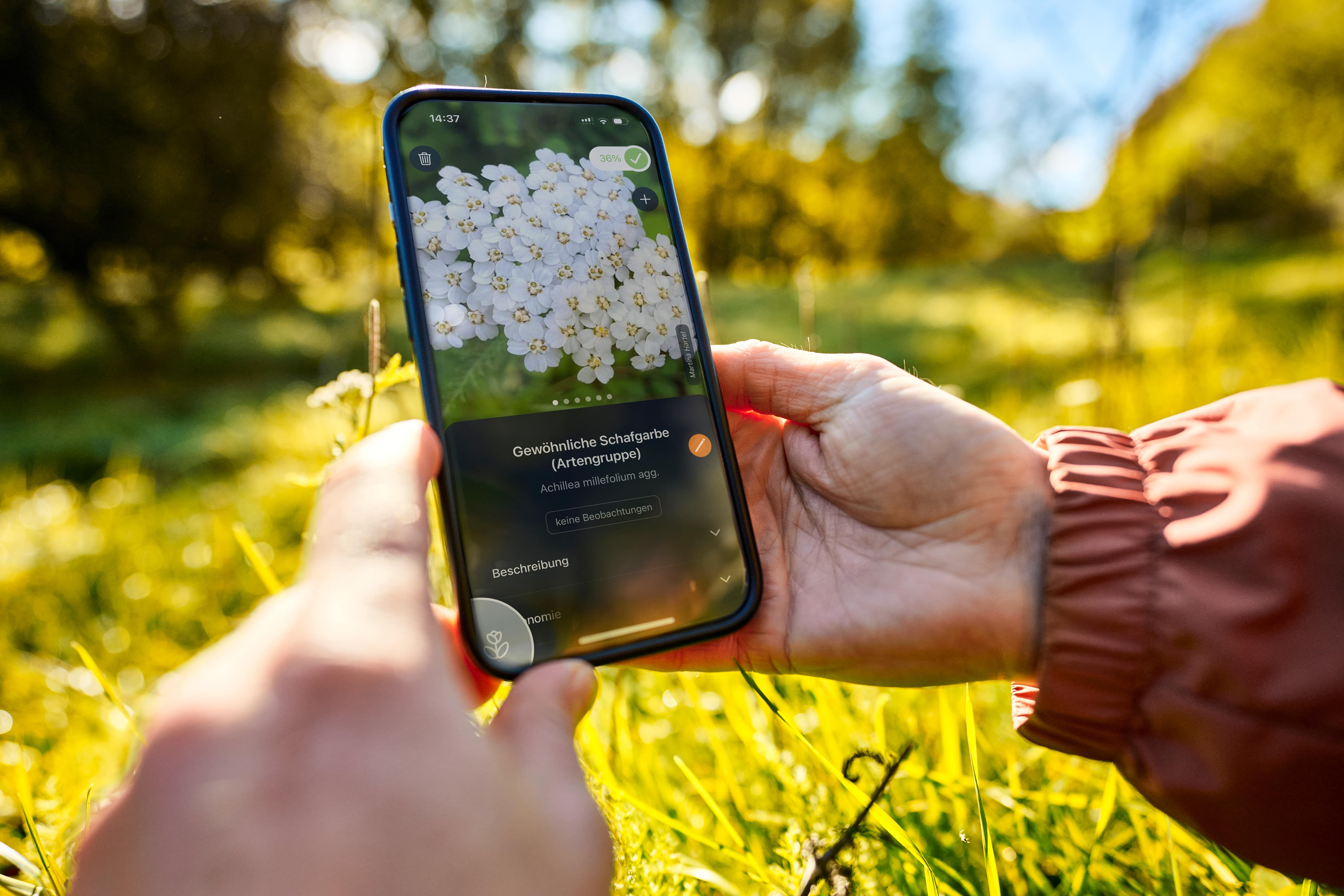 Smartphone, welches mittels App eine Pflanze abscannt.