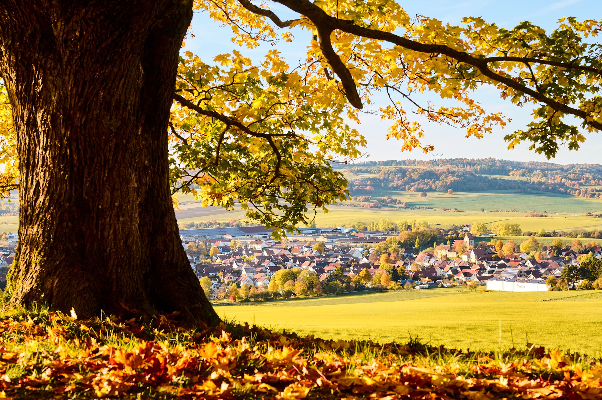 Großer Baum im Vordergrund mit Blick auf die Häuser von Kaltensundheim im Hintergrund.