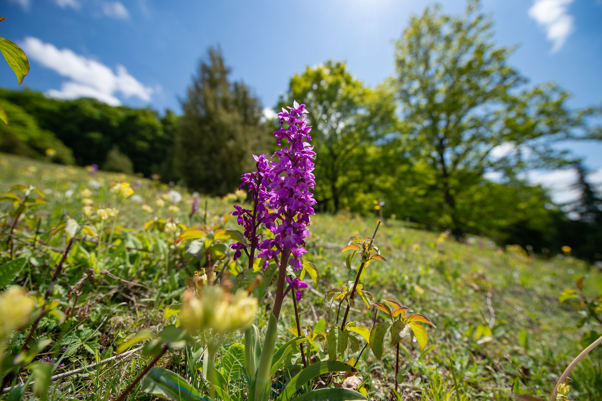 Lilafarbene Blume auf einer Wiese.