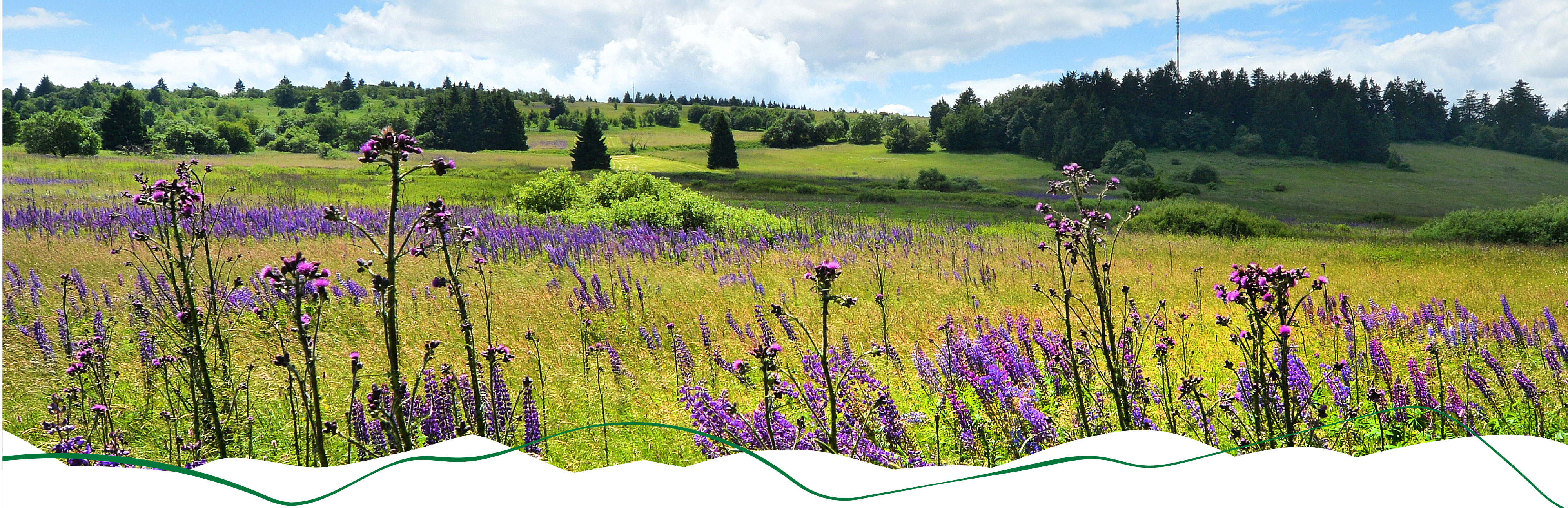 Lilablühende Blumen auf dem Heidelstein in der Rhön.