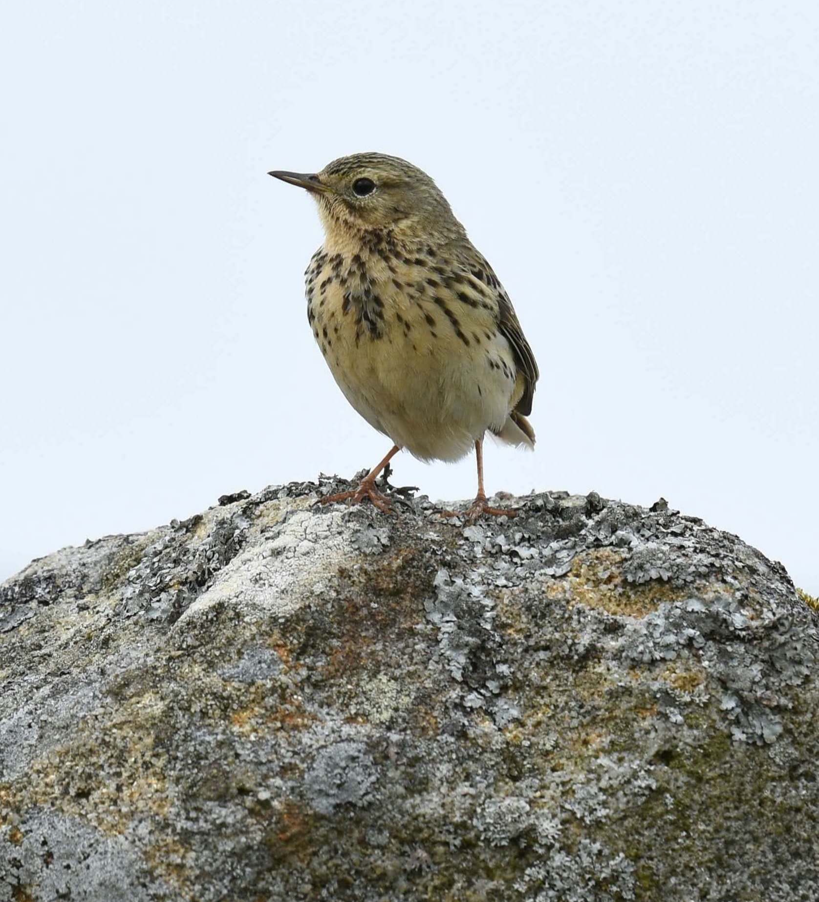 Wiesenpieper Vogel